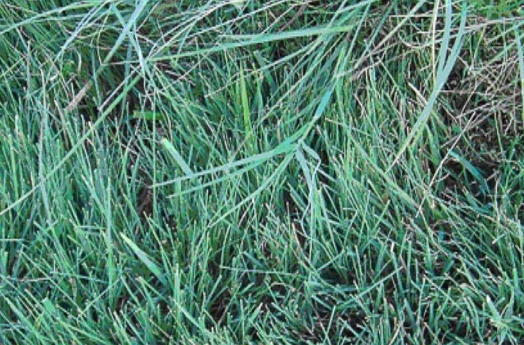 An Introduction to the Lush and Hardy Buffalo Grass