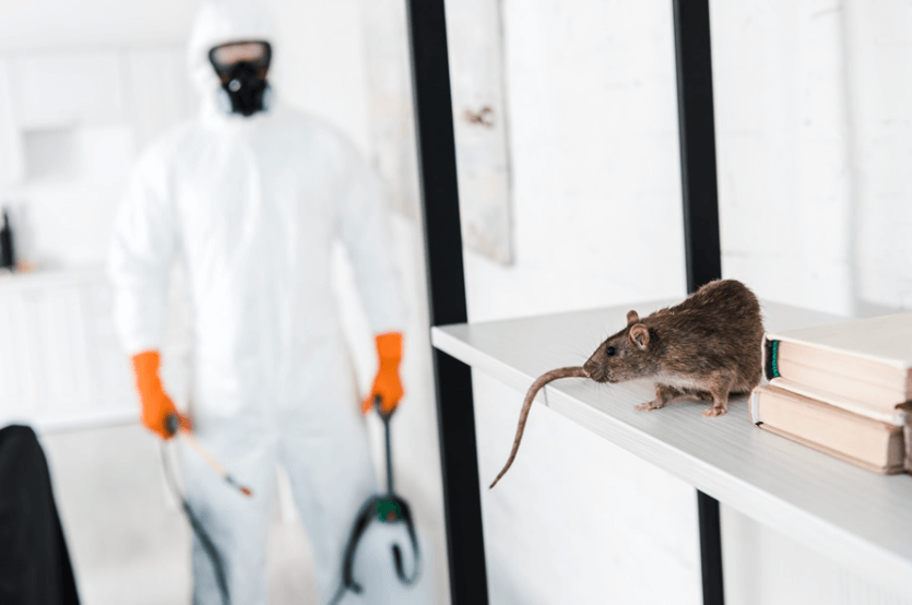 Exterminators Chelmsford: Guardians Against Pest Menaces