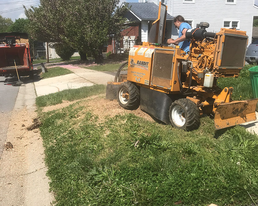 Get Rid of Unsightly Stumps with Professional Stump Grinding and Removal